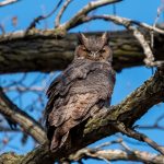 Owl at Deshler